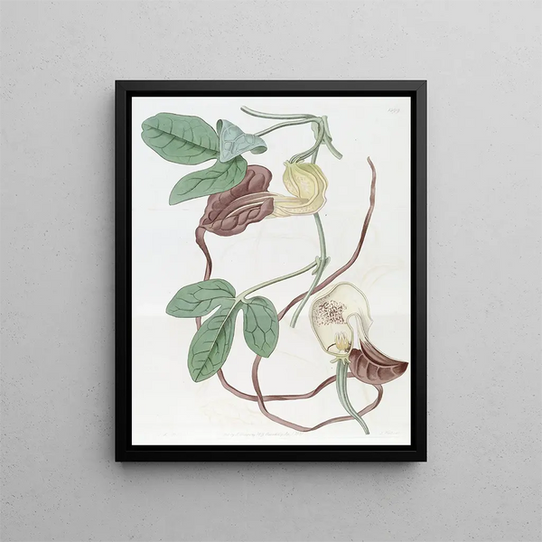 Aristote Trilobée - Sydenham Edwards — framed artwork on a wall