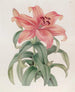 The Orange Lily of Thunberg - Sydenham Edwards — artwork view