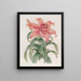 The Orange Lily of Thunberg - Sydenham Edwards — framed artwork on a wall