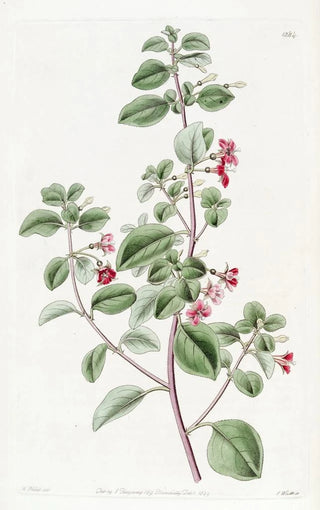 Sydenham Edwards - Thymeleaved Fuchsia.webp