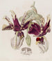 Stanhopea with Tiger Striped Flowers - Sydenham Edwards — artwork view