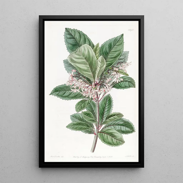 Ardisia with dentate leaves - Sydenham Edwards — framed artwork on a wall