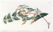 Scottia painting with toothed leaves - Sydenham Edwards — artwork view