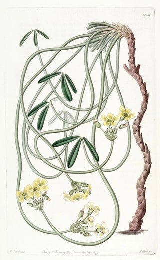 Sydenham Edwards - Tortuous Oxalis.webp