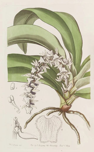 Sydenham Edwards - Transparent Angrec.webp