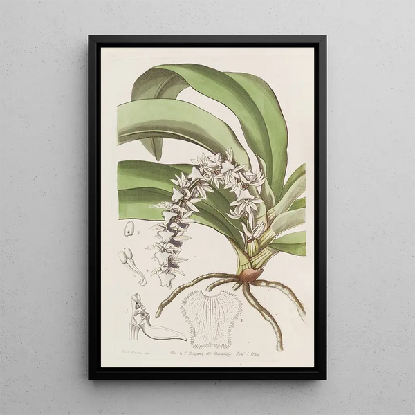 Angrec transparent - Sydenham Edwards — framed artwork on a wall