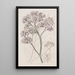 Statice in tree - Sydenham Edwards — framed artwork on a wall