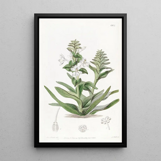 Sydenham Edwards - Triandria Monogynia.webp