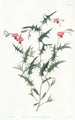 Triangular Chorozema Painting - Sydenham Edwards — artwork view