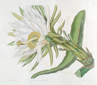 Chardon à torche triangulaire - Sydenham Edwards — artwork view
