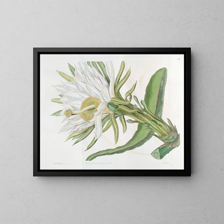 Chardon à torche triangulaire - Sydenham Edwards — framed artwork on a wall
