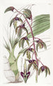 Flywort with triangular lip - Sydenham Edwards — artwork view
