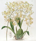 Oncidium with Triangular Lips - Sydenham Edwards — artwork view