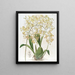 Oncidium with Triangular Lips - Sydenham Edwards — framed artwork on a wall