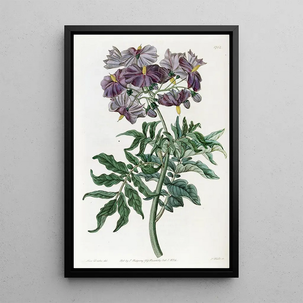 Solanum sans tubercule - Sydenham Edwards — framed artwork on a wall