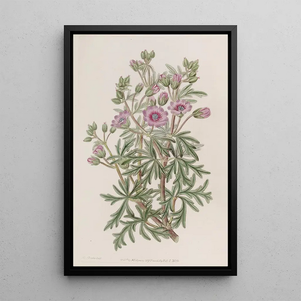 Géranium tubéreux variété ramifiée - Sydenham Edwards — framed artwork on a wall
