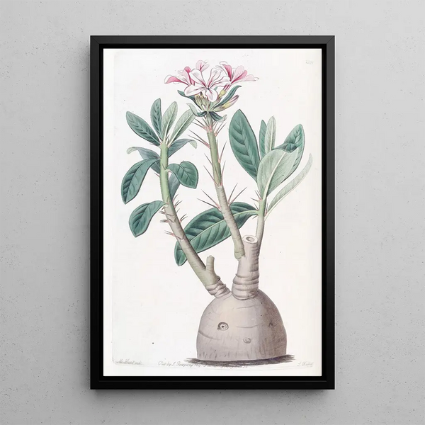 Pachypodium tubéreux - Sydenham Edwards — framed artwork on a wall