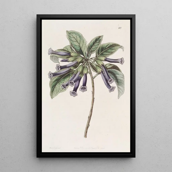 Iochrome tubular - Sydenham Edwards — framed artwork on a wall