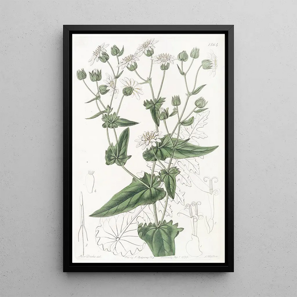 MuskSuccory with turnip leaves - Sydenham Edwards — framed artwork on a wall