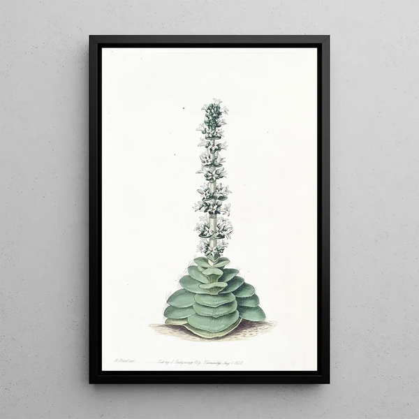 Crassula à tourelles - Sydenham Edwards — framed artwork on a wall