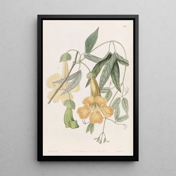 Bignonia de Tweedie - Sydenham Edwards — framed artwork on a wall