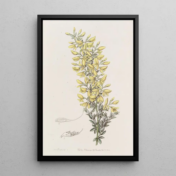 Genêt branchu - Sydenham Edwards — framed artwork on a wall