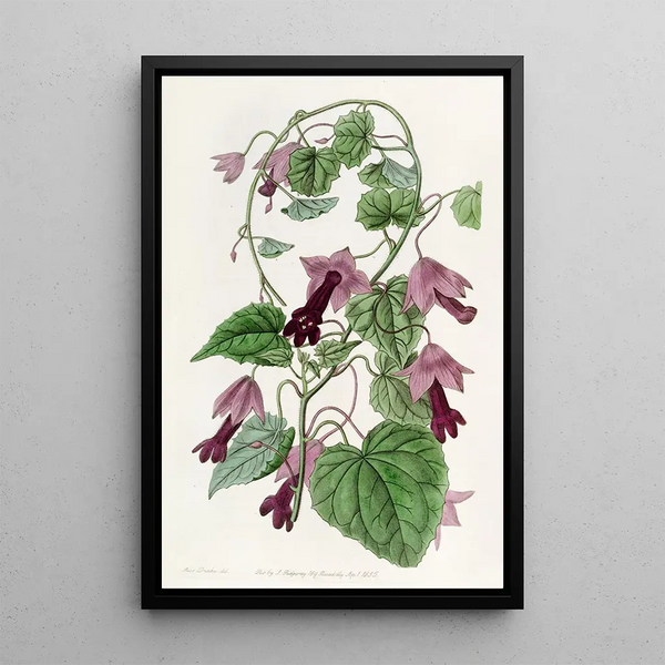 RedCloak climbing - Sydenham Edwards — framed artwork on a wall