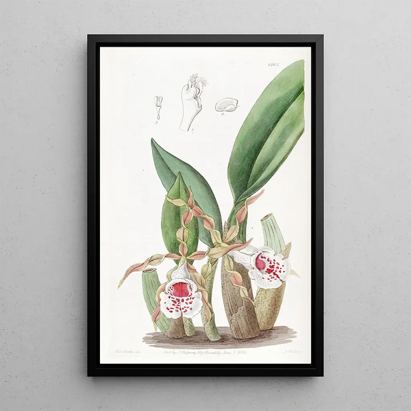 Trichopilia with twisted petals - Sydenham Edwards — framed artwork on a wall