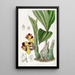 BarrelOrchis bicolore - Sydenham Edwards — framed artwork on a wall