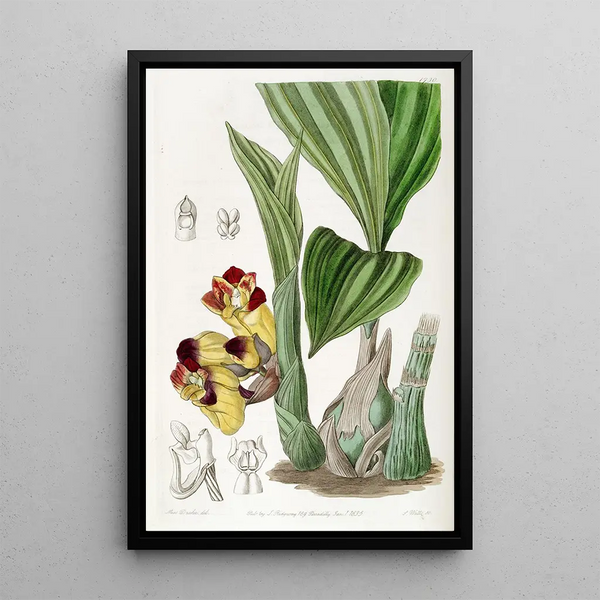 BarrelOrchis bicolore - Sydenham Edwards — framed artwork on a wall