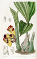 BarrelOrchis bicolore - Sydenham Edwards — artwork view