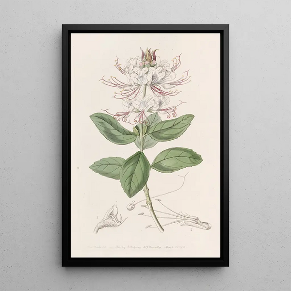 Bicolored Painting Becium - Sydenham Edwards — framed artwork on a wall