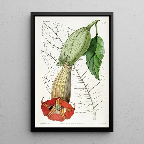 Brugmansia bicolore - Sydenham Edwards — framed artwork on a wall