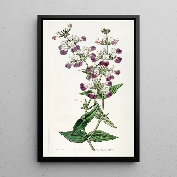 Collinsia bicolore - Sydenham Edwards — framed artwork on a wall