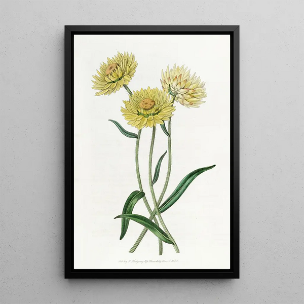 Elichrysum bicolore - Sydenham Edwards — framed artwork on a wall