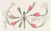 Fairy flower bicolored - Sydenham Edwards — artwork view