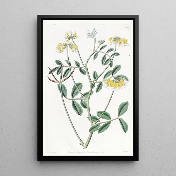Hosackia bicolore - Sydenham Edwards — framed artwork on a wall