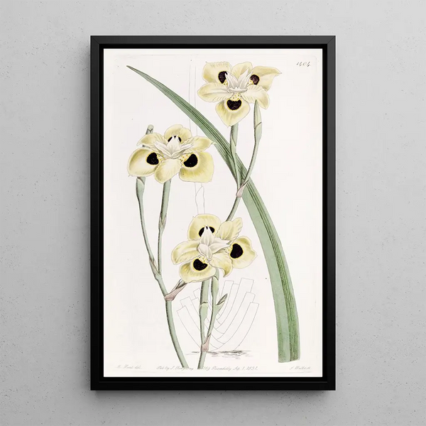 Iris bicolore - Sydenham Edwards — framed artwork on a wall