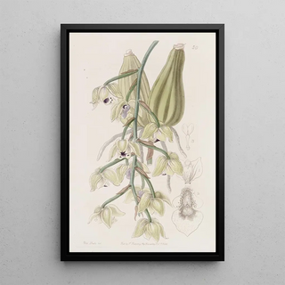 Sydenham Edwards - Twocoloured Lacaena.webp