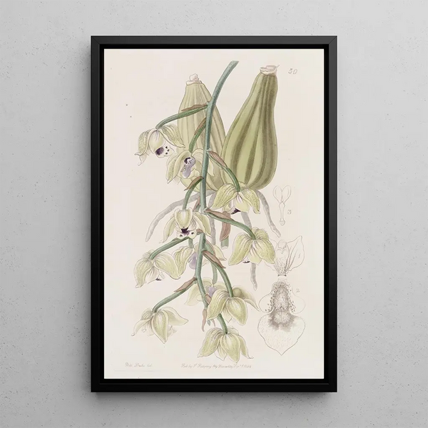 Lacaena bicolore - Sydenham Edwards — framed artwork on a wall
