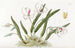 Leptotes bicolore - Sydenham Edwards — artwork view