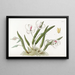 Leptotes bicolore - Sydenham Edwards — framed artwork on a wall