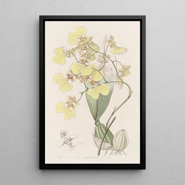 Oncidium bicolore - Sydenham Edwards — framed artwork on a wall