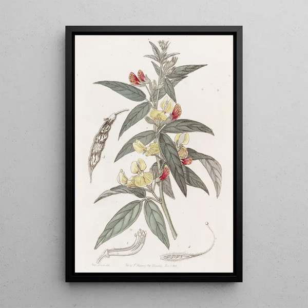 Pois pigeon bicolore - Sydenham Edwards — framed artwork on a wall