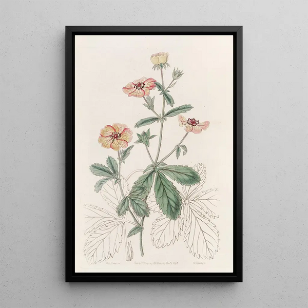 Bicolour Potentilla - Sydenham Edwards — framed artwork on a wall