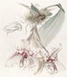 Von Martius Stanhopea Bicolore - Sydenham Edwards — artwork view