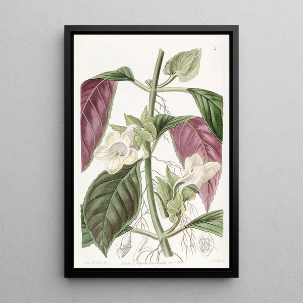 Woodwort bicolore - Sydenham Edwards — framed artwork on a wall