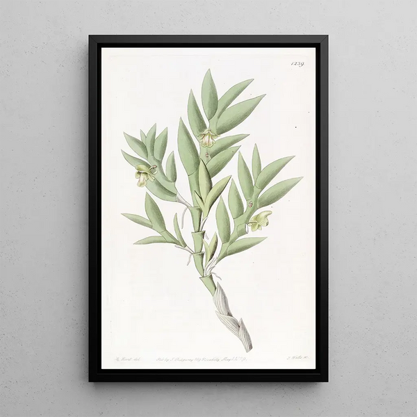 Dendrobium with two edges - Sydenham Edwards — framed artwork on a wall