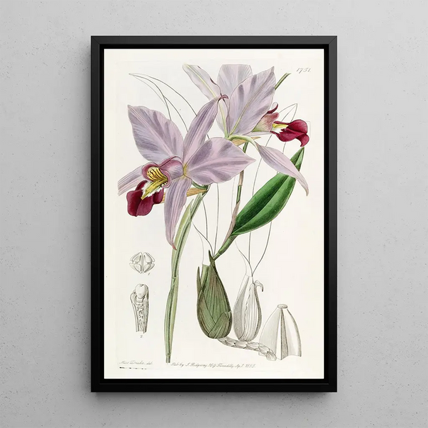 Laelia à deux tranchants - Sydenham Edwards — framed artwork on a wall