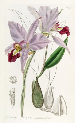 Sydenham Edwards - Twoedged Laelia.webp